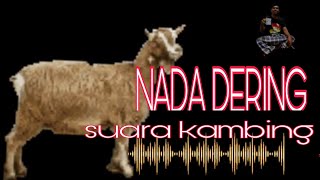 NADA DERING (suara kambing)