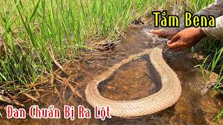 Chinh Phụ Con Hổ Mang Dưới Cái Nắng Tét Đầu | Mười Thương SB