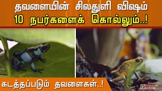 கடத்தப்படும் தவளைகள்...கண்காணிப்பில் விமானநிலையங்கள்