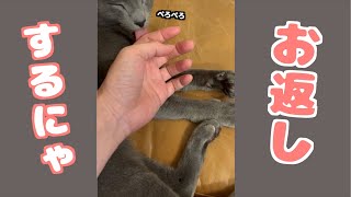 猫の顎を撫で続けたらお返しにペロペロしてきた  #shorts