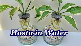 GROWING HOSTA IN WATER