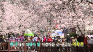 [전국을 달린다-창원] 봄꽃의 여왕, 벚꽃 - ① 진해군항제 편 (2015.04.15,수)