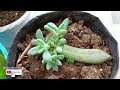 easiest succulent to propagate pachyveria glauca