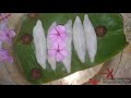 সোৱাদেৰে ভৰপূৰ মূহুৰা পিঠা। assamese muhura pitha recipe😊😊