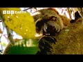 Finding the Incredibly Rare Bear Cuscus from Indonesia | Bill Bailey's Jungle Hero | BBC Earth