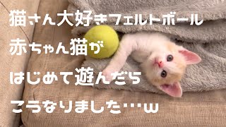 猫さん大好きフェルトボール！しらたま君生まれて初めて遊んでみた♪