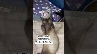 お腹出してゴロゴロするフェレットちゃんが可愛すぎる‼️（熱帯倶楽部東川口本店）