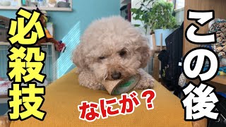 見よ愛犬の必殺技！こんなん出ましたけどww【今日のいちご】短足トイプードル