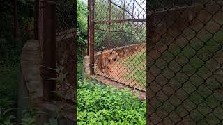 tiger in nandankanan zoo #nandankananzoo #odisha #zoo #wildlife #animals #nationalpark #viral #short