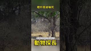 瞪羚竟然被嚇死！花豹直接從樹上跳下，一招斃命#動物世界 #花豹#瞪羚