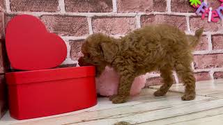 ペットショップ犬の家＆猫の里マークイズ静岡店　126555　タイニー