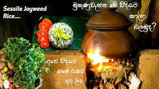 මුකුණුවැන්න මේ විදිහට කාලා බලමුද? / Sessile joyweed Rice