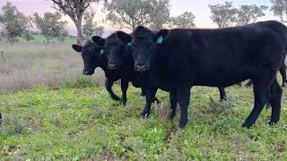 17 PTIC Angus Heifers