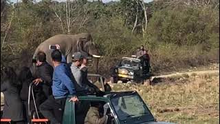 Elephant Attack | JHIRNA Zone | Jim corbett National park | Tiger Attack | Dhikala zone Bijrani zone