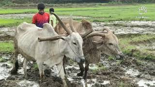 माझ्या स्वप्नातलो ह्यो माझो कोंकण गांव