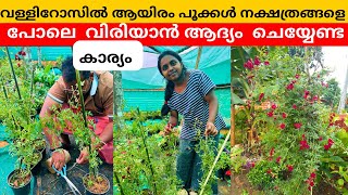 വള്ളിറോസ് പരിചരണം ❤️ Creeping Rose Sale Wayanadan Touch Garden  ❤️ Vallirose Red Care #CreepingRose