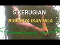 5 Kerugian Budidaya Ikan Nila