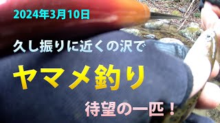 2024年3月10日(日) - 久し振りに、近くの #沢で #ヤマメ釣り