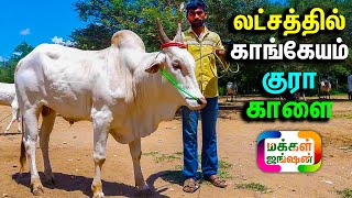 லட்சத்தில் காங்கேயம் குரா காளை, இந்திரஜித், திருப்பூர், செங்குரா, பழையகோட்டை மாட்டுத்தாவணி, #Bull