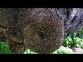 honeybee trap out set up lakeland fl