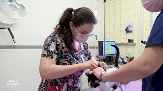 Céline, apprentie assistante en médecine vétérinaire