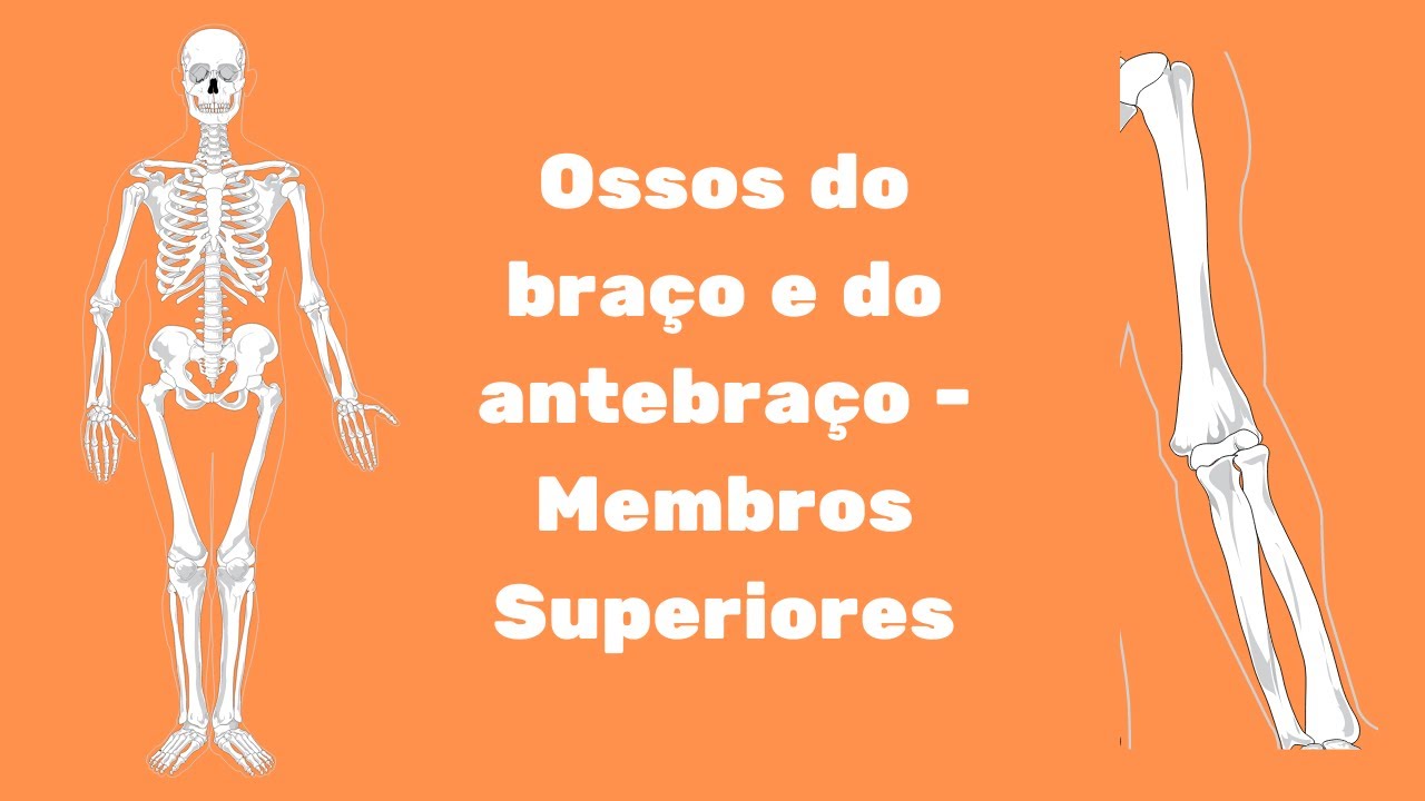 Ossos Dos Membros Superiores