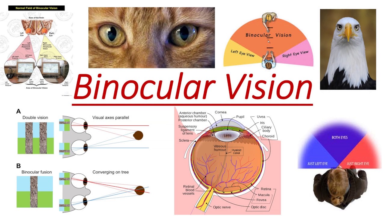 Binocular Vision Basics Youtube