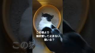 猫砂愛して止まない猫男。#shorts #short#ショート #cat #猫#保護猫