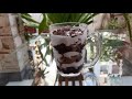 chikoo chocolate trifle easy non fire recipe summer special