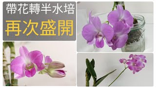 秋石斛帶花拆植料，轉半水培，兩個月後，再次盛開27/12/2022