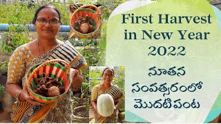 First Harvest in New Year 2022 | నూతన సంవత్సరంలో మొదటి పంట | Organic Farming