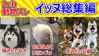 【2ch動物スレ】イッヌ総集編【part1】