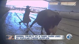 Animal cruelty at dairy farm