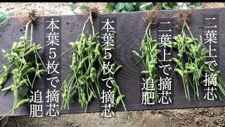 家庭菜園　エダマメ　摘芯　追肥　比較