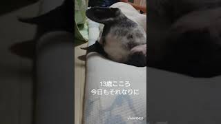 13歳、今日もそれなりに元気です❗#フレンチブルドッグ #全盲犬 #高齢犬#フレブル #frenchbulldog#おうち#爆睡