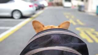 Airbuggy for Dog with Sasha