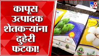 Nagpur Cotton Seeds Price :  कापूस उत्पादक शेतकऱ्यांना दुहेरी फटका,कापसाच्या बियाण्याच्या दरात वाढ