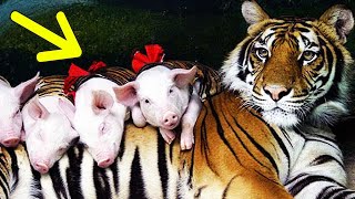 The Unfolding Story of a Tigress's Unconventional Adoption of Piglets and Their Life Together