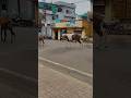 Lakdi ki Kathi Kathi pe ghoda #lakdikekathi #kathiparghoda #ghoda #horse #viralshort #trendingshorts