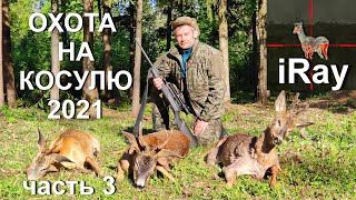 Охота на косулю 2021. Видео с тепловизора iRay .