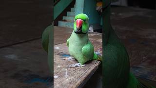 मम्मी एक गिलास पानी दे दो #parrot #funny #funnyanimal #funny #funnyparrot #funnyvideo #funnyshorts..