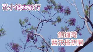 銅鑼灣藍花楹初開@香港賞花2021