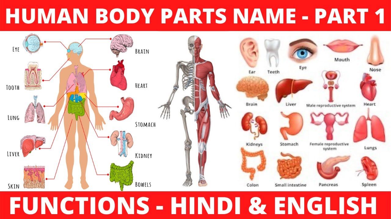 50-body-parts-name-in-english-and-hindi-human-body-parts-name-parts-of