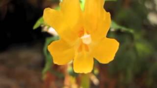 Mimulus aurantiacus stigma closure