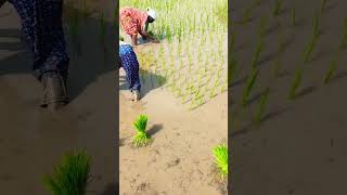 Krgsrinivas #subscribe #agriculture #farming #shots