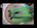 how to grow luffa and harvest a lots mars hydro