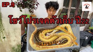 Good snake โชว์โปรเจคตัวเก็บ ปี22 EP.9