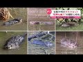 【撮影成功】洪水を引き起こす動物 危険な