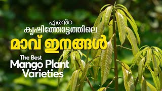 Best Mango Varieties Kerala Organic Mango Farming Organic Fertilizer കൃഷിതോട്ടത്തിലെ മാവ് ഇനങ്ങൾ #3