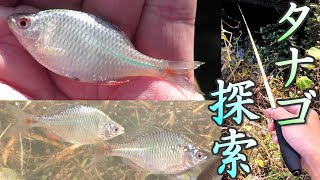 タナゴ釣りポイントを探して釣り歩き。小さい水門を発見。入れ食い大漁。　タイリクバラタナゴ。小物釣り96。いい場所ポイントを探索。琵琶湖 Lake BIWA River Fishing